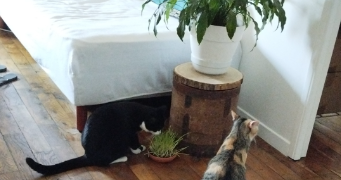 Émilie pet sitter à LYON 09 69009_7