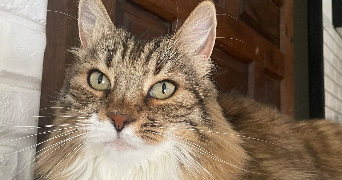 julien pet sitter à OZOIR LA FERRIERE 77330_2