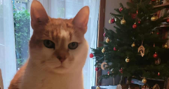 valentin pet sitter à PARIS 13 75013_4