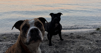 tiphanie pet sitter à ISTRES 13800_2
