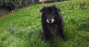 sarah pet sitter à LYON 08 69008_1