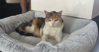 nadia pet sitter à LAMECOURT 60600