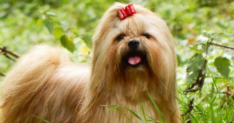 anaïs pet sitter à GONESSE 95500_3