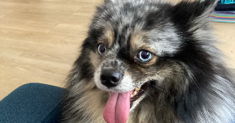 mélanie pet sitter à YERRES 91330_2