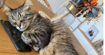 kelly pet sitter à MARTIGUES 13500_7