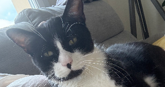 oriane pet sitter à BOURG EN BRESSE 01000_1