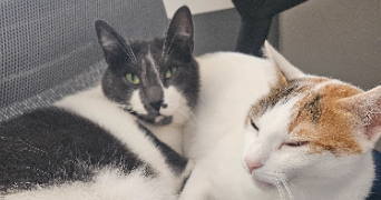 dellia pet sitter à MARSEILLE 13 13013_1