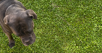 alex pet sitter à PARIS 16 75016_2