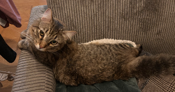 amélie pet sitter à BORDEAUX 33000_2