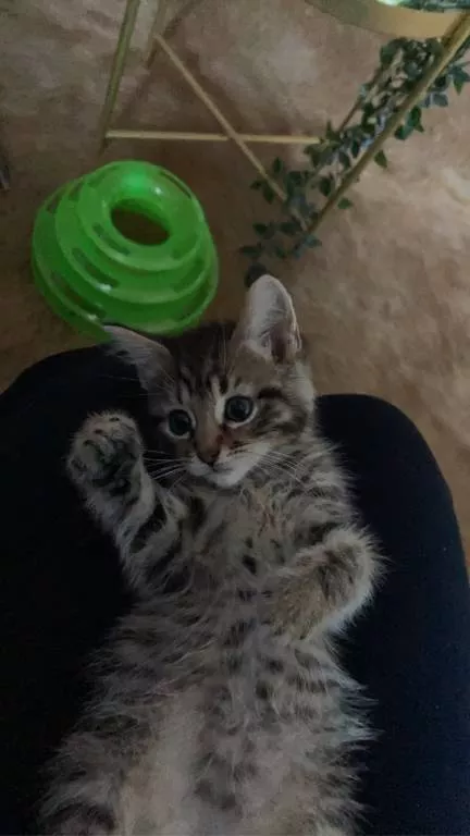 Charlotte pet sitter à Caen 14000
