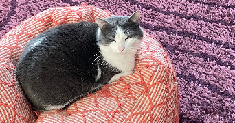 jasmine pet sitter à ST JACQUES DE LA LANDE 35136_2
