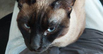 jade pet sitter à MAISONS ALFORT 94700_1