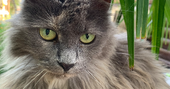 mariia pet sitter à Château-Thierry 02400_1