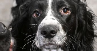 camille pet sitter à YEBLERON 76640_2