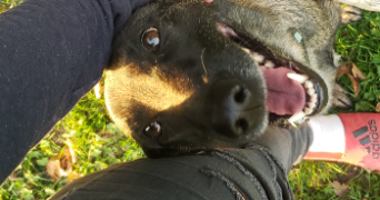 océane pet sitter à VINCEY 88450_2