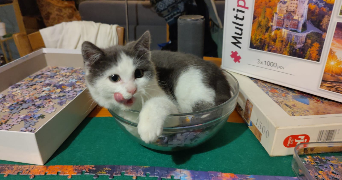 melanie pet sitter à ST GERMAIN LA BLANCHE HERBE 14280_2