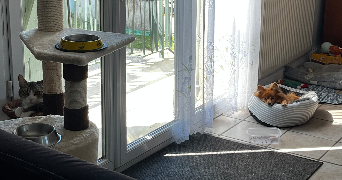 alyssia pet sitter à LEVALLOIS PERRET 92300_6