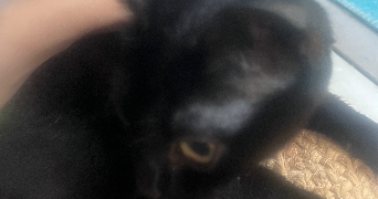 melina pet sitter à MONTPELLIER 34090_2