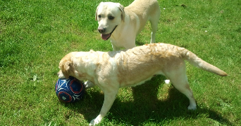 elodie pet sitter à LES ANDELYS 27700_2