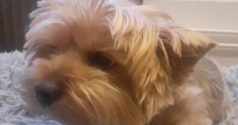 marina pet sitter à PARIS 17 75017_5