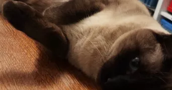 monika pet sitter à LYON 08 69008