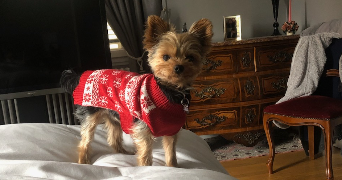 emma pet sitter à PARIS 16 75116_3