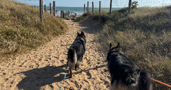 susie pet sitter à PAVILLY 76570_7