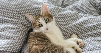 jeanne pet sitter à DIJON 21000_2