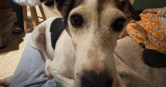 louna pet sitter à BAYONNE 64100_5