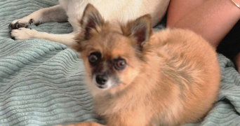kevin pet sitter à PEROLS 34470_5