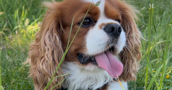 juliette pet sitter à FREPILLON 95740_3