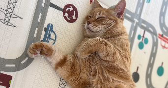 marlene pet sitter à SERIGNAN 34410_4