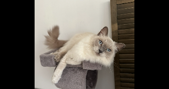louise pet sitter à BOURGOIN JALLIEU 38300_1