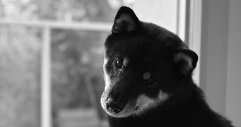 stanley pet sitter à TOULOUSE 31100_0