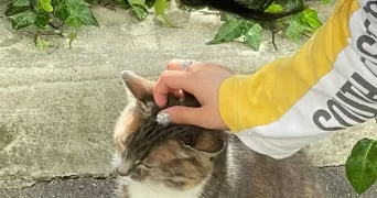 emilie pet sitter à COURBEVOIE 92400