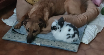 alexandra pet sitter à VAUMORT 89320_8