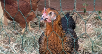 benjamin pet sitter à TAVERNY 95150_3