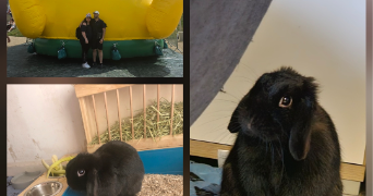 samy pet sitter à LYON 08 69008_1