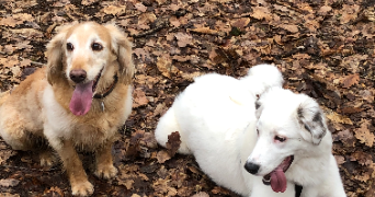 laura pet sitter à Saint martin de brethencourt 78660_5