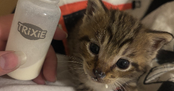 ilona pet sitter à GAUCIEL 27930_7