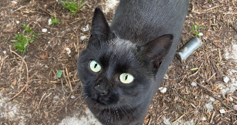 montana pet sitter à CORBERON 21250_7