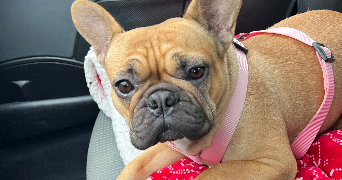 nathalie pet sitter à Saint nazaire 44600_1