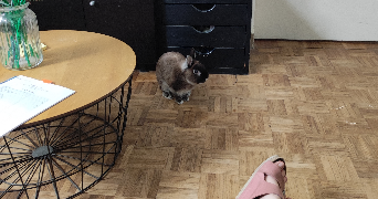 maela pet sitter à RENNES 35000_4