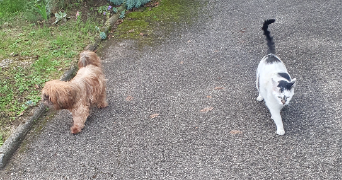 severine pet sitter à GEISPOLSHEIM 67118_4