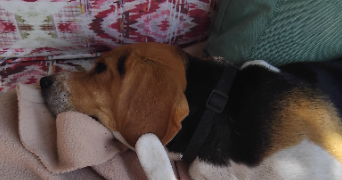 valerie pet sitter à RAMBOUILLET 78120_9