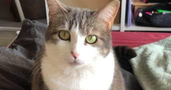 chloé pet sitter à ROUEN 76000_2