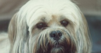 patricia dog sitter à NANTES 44300_1