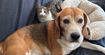 anaïs pet sitter à EYBENS 38320_1