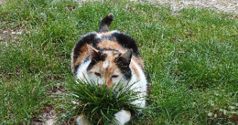 brigitte cat sitter à Cahors 46000_5