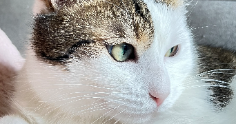 laurène pet sitter à TALANT 21240_3